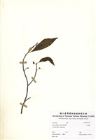 藏品(山胡椒)的圖片